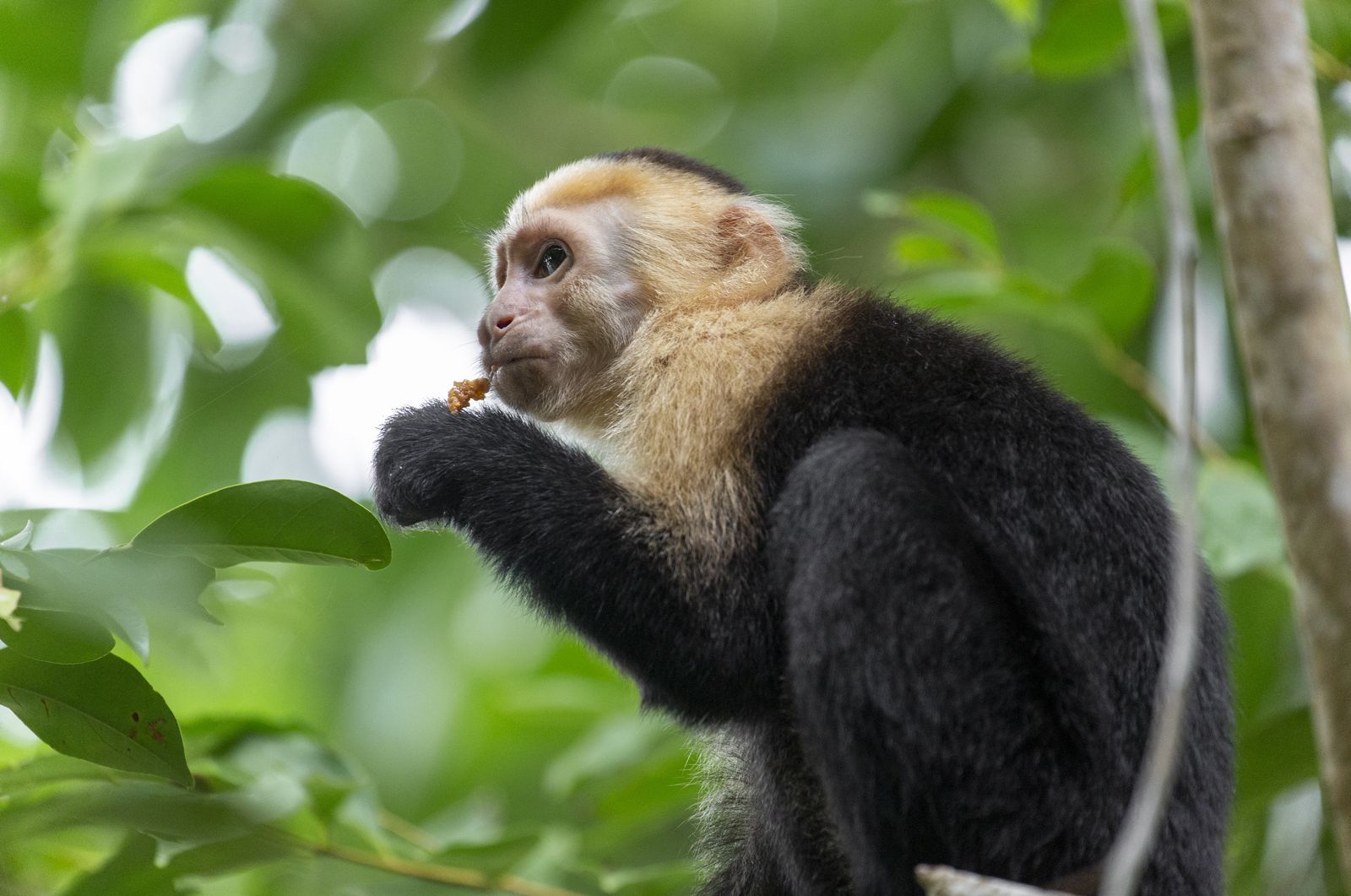White-faced capuchin monkey eating in the forest